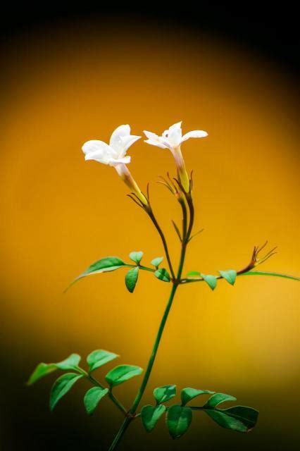 茉莉花顏色|【茉莉花 顏色】揭密茉莉花夢幻色澤！白色以外，還有什麼驚艷。